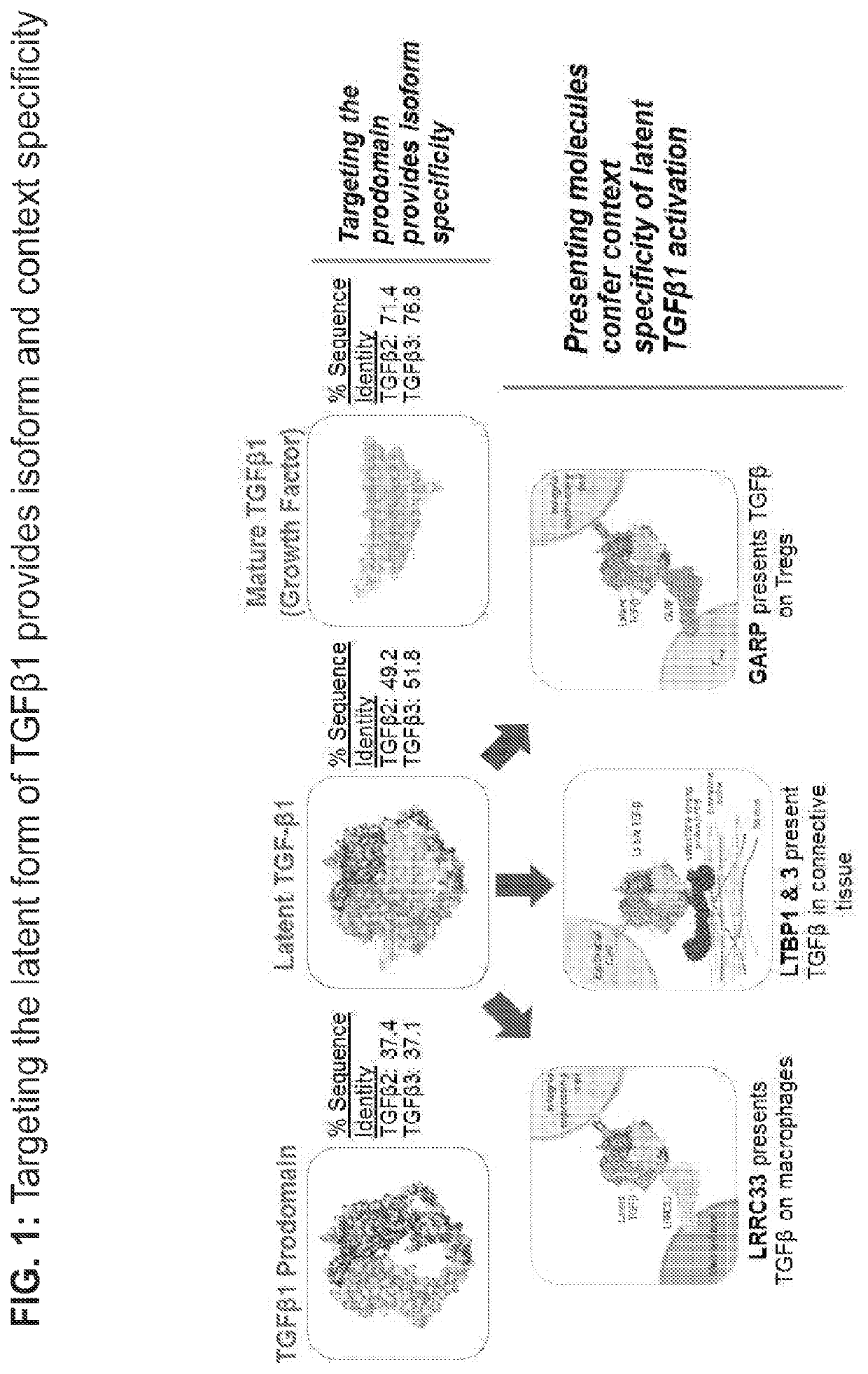 LTBP COMPLEX-SPECIFIC INHIBITORS OF TGFb AND USES THEREOF