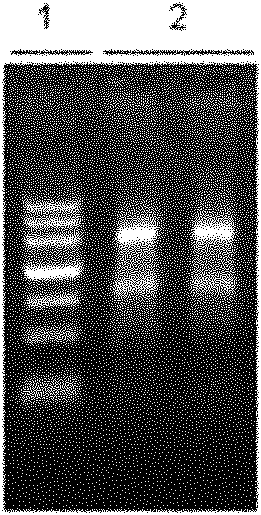 Method for rapidly extracting total ribonucleic acid from blood