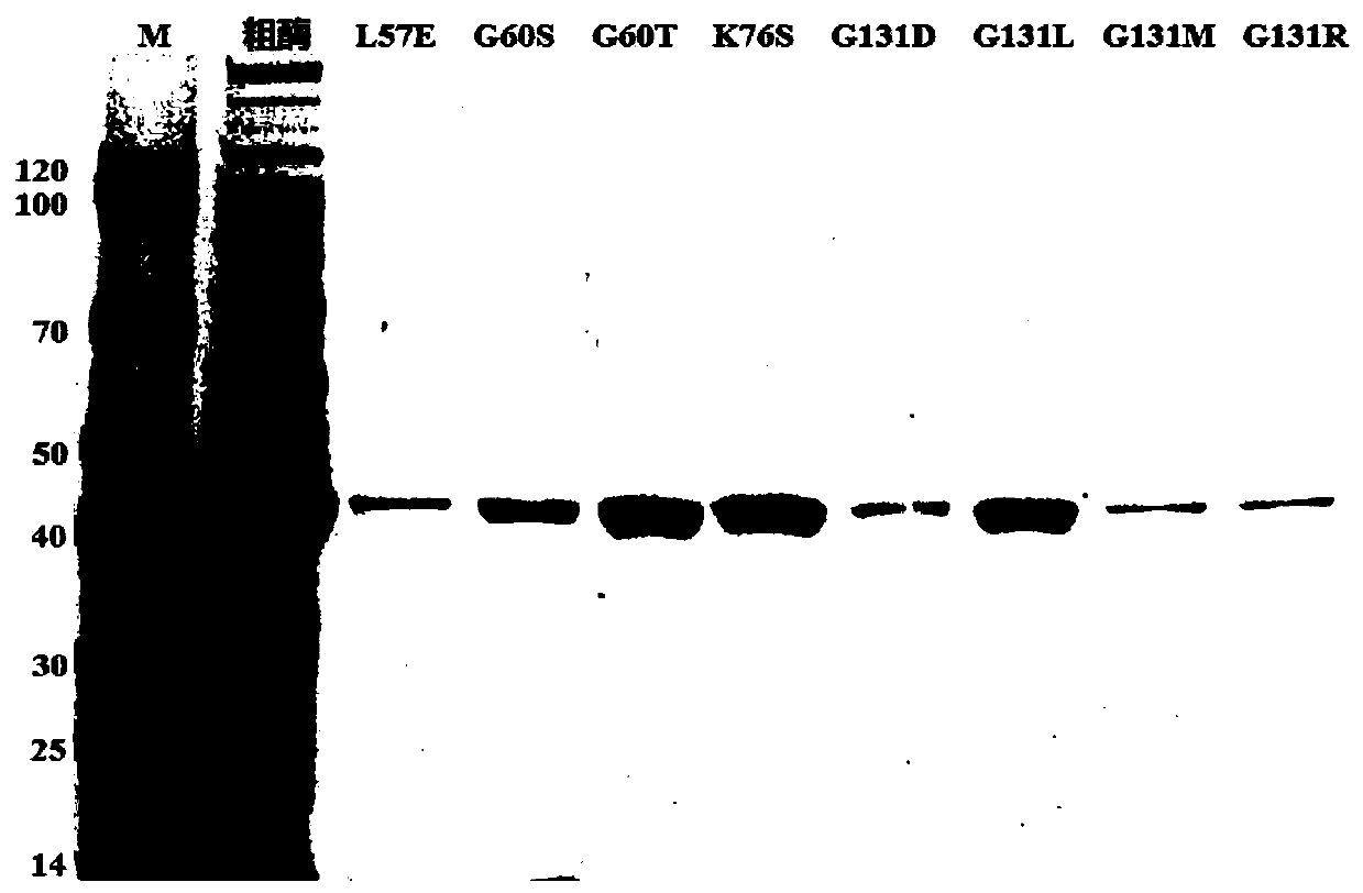 Amino acid dehydrogenase and application thereof