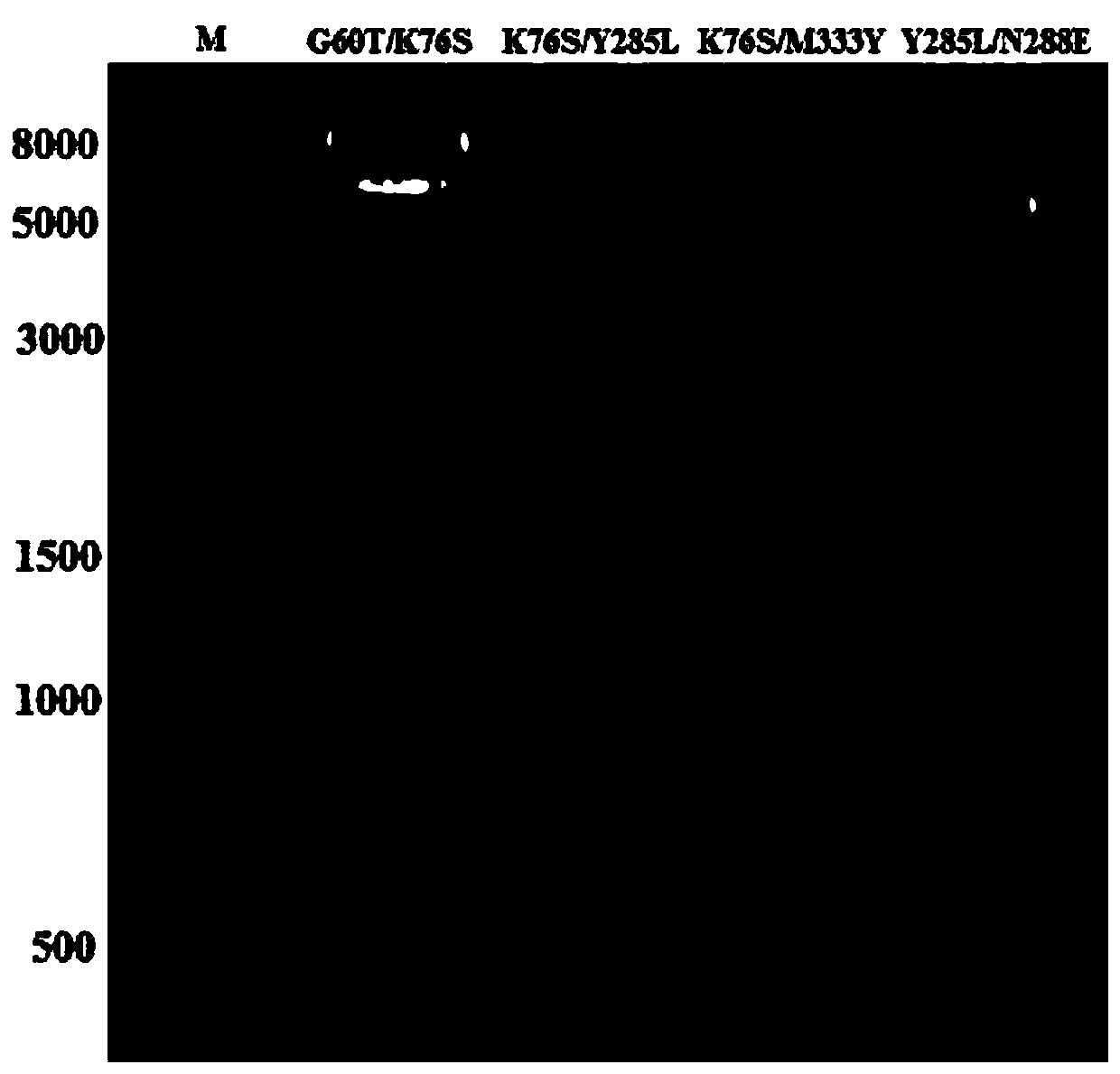 Amino acid dehydrogenase and application thereof