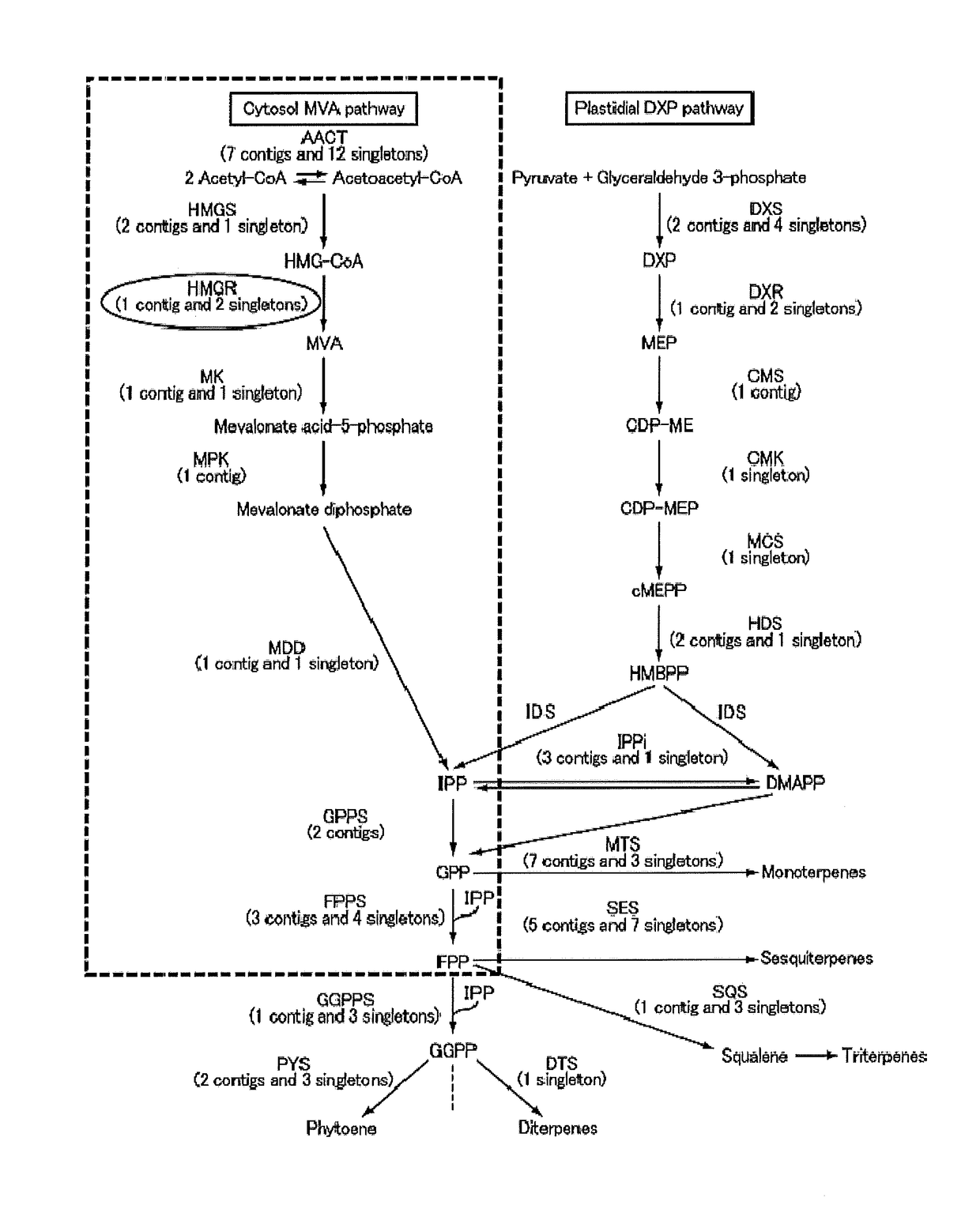 Method for adjusting expression of hydroxymethylglutaryl CoA reductase using bZIP-type transcription factor, isoprenoid-producing plant into which gene encoded for bZIP-type transcription factor is introduced, and method for manufacturing polyisoprenoid in which said plant is used