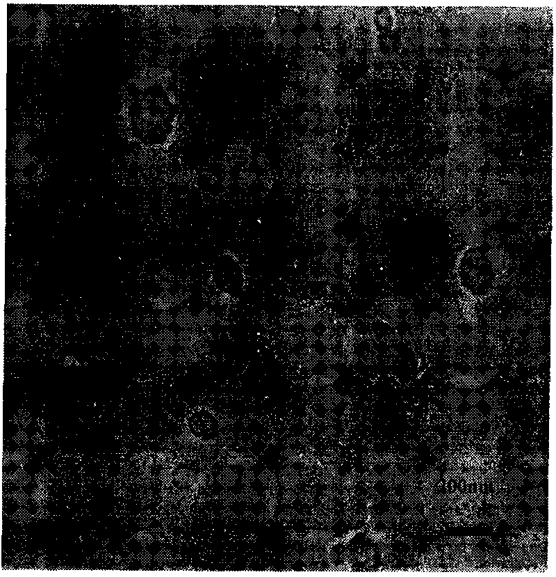 Targeted adhesion chitosan material and application thereof