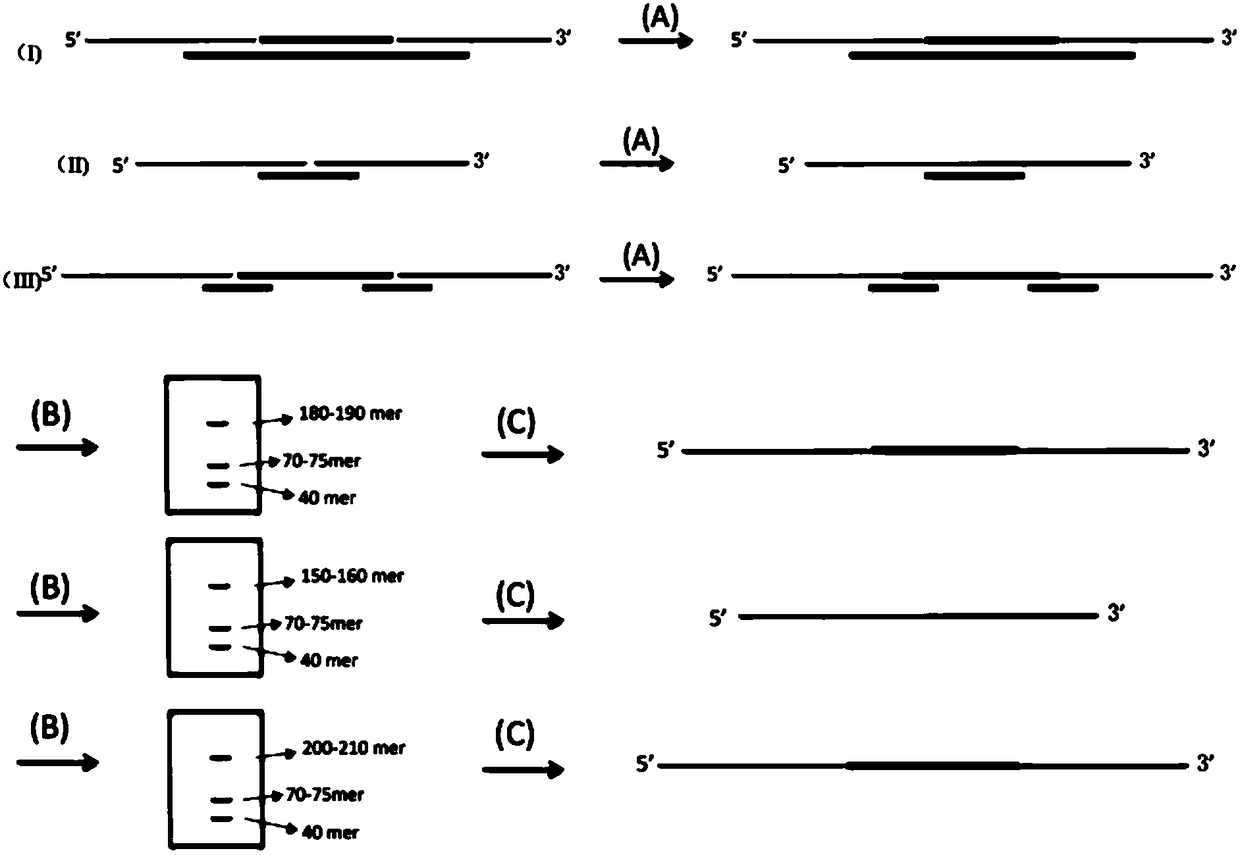 Preparation method of nucleic acid targeted capture sequencing library based on long chain molecule inversion probe