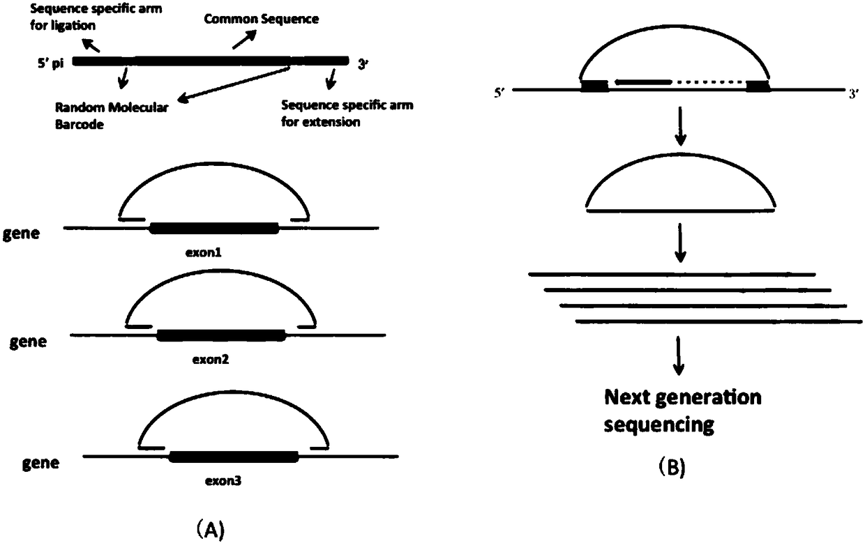 Preparation method of nucleic acid targeted capture sequencing library based on long chain molecule inversion probe