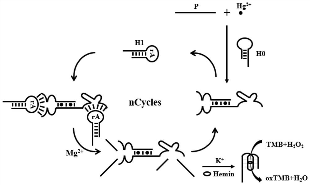 Mercury ion detection method assisted by mimic enzyme and kit