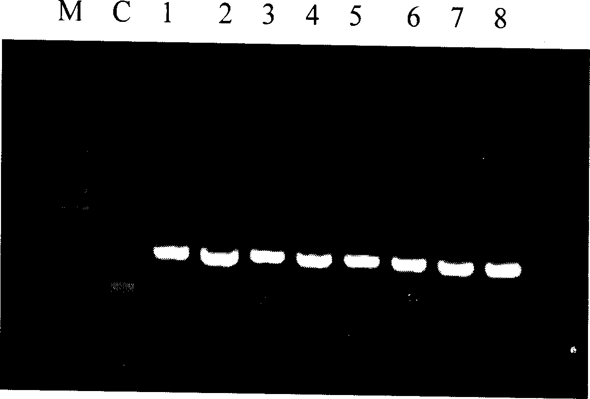 Fast and sensitive method of detecting virus infection titer of attenuated live hepatitis A vaccine