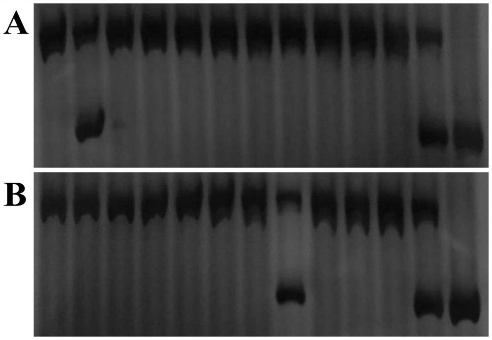 A rapid genotype identification method suitable for map-based cloning