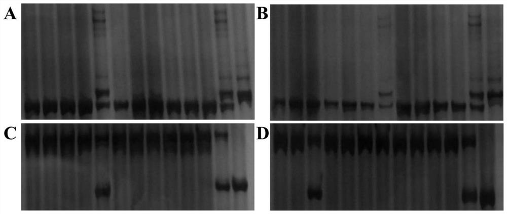 A rapid genotype identification method suitable for map-based cloning