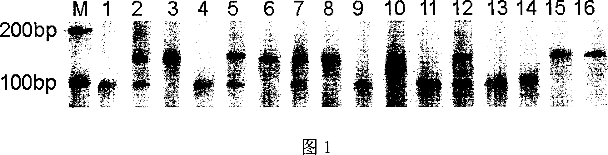 Bluish dogbean micro satellite DNA label