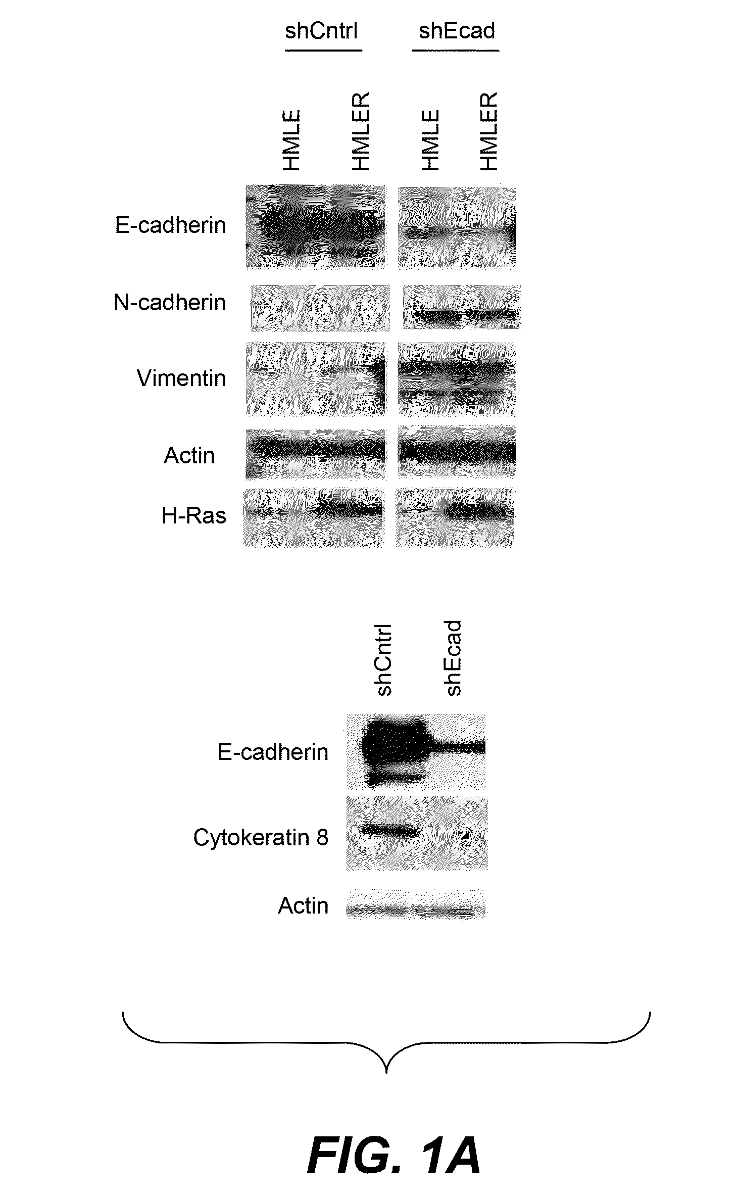 Methods for identification and use of agents  targeting cancer stem cells