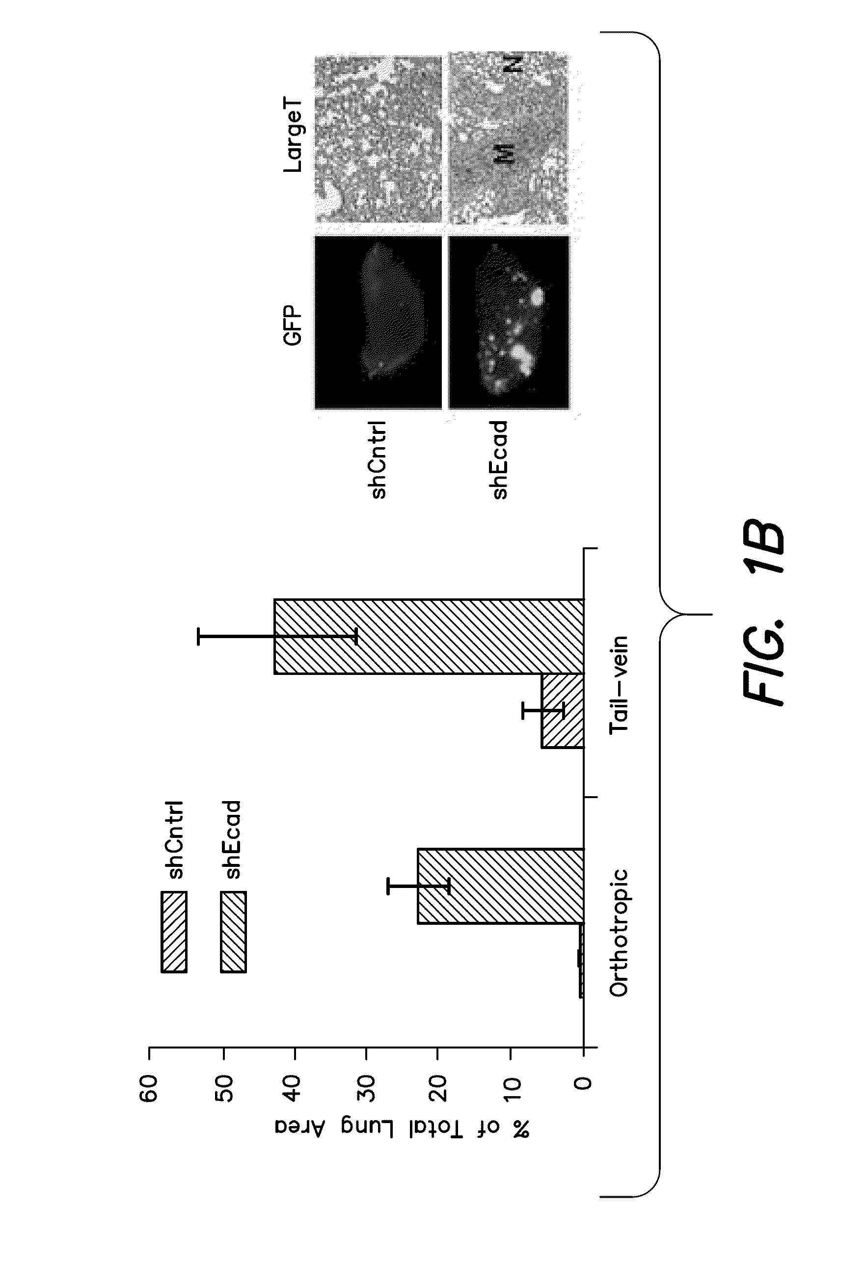 Methods for identification and use of agents  targeting cancer stem cells