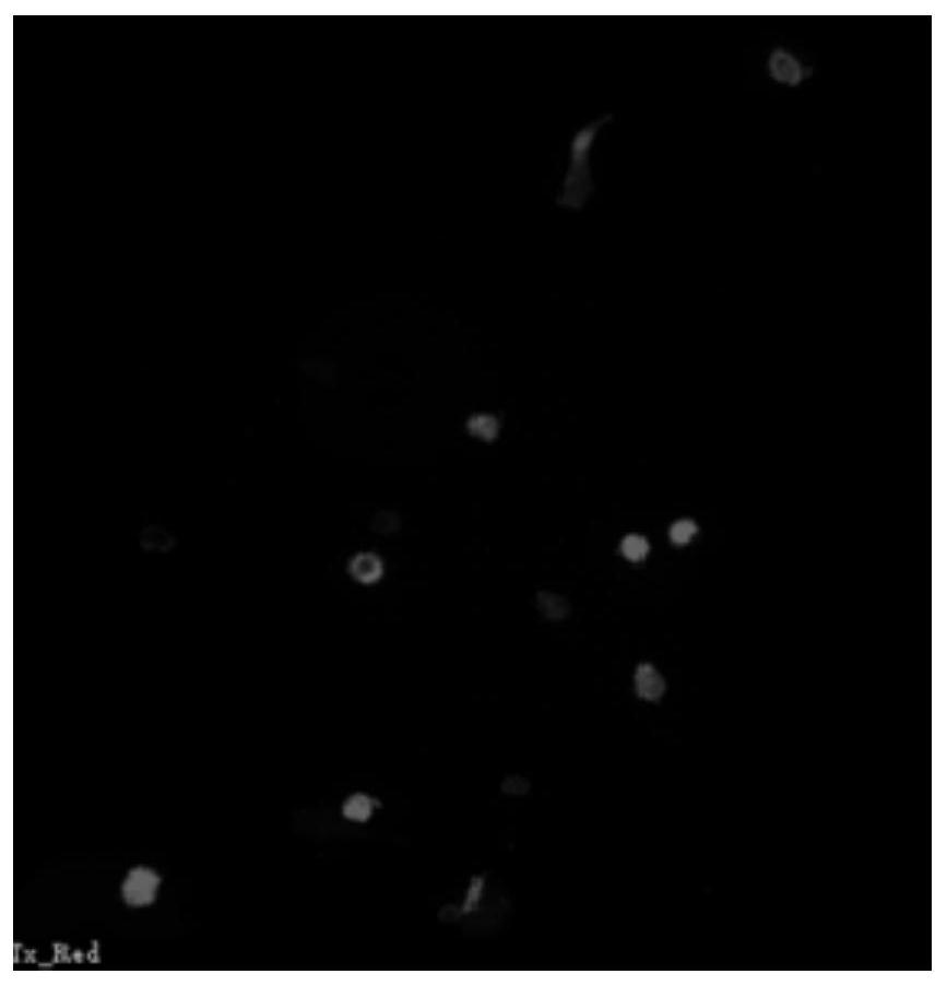 Preparation method of single-cell microgel