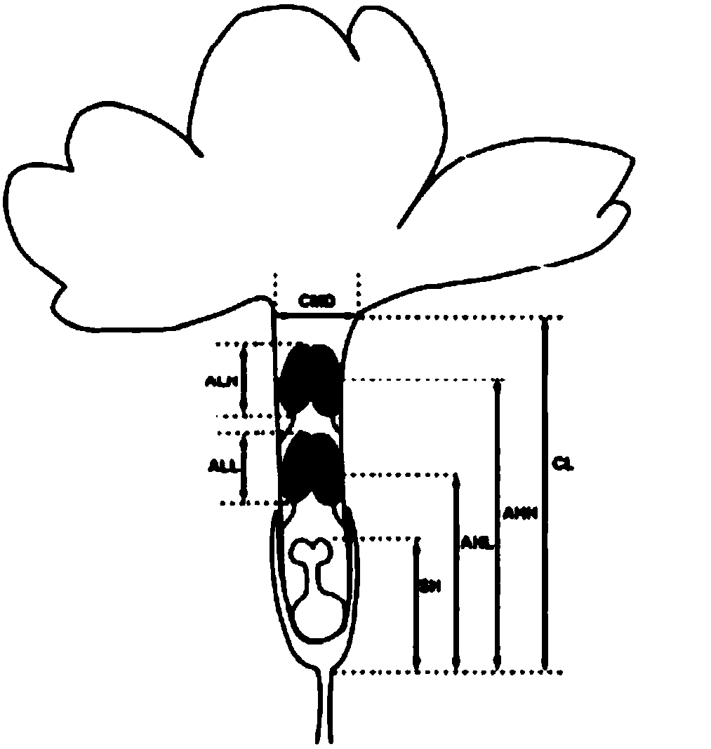 Method for increasing sexual propagation success rate of Daphne aurantiaca Diels