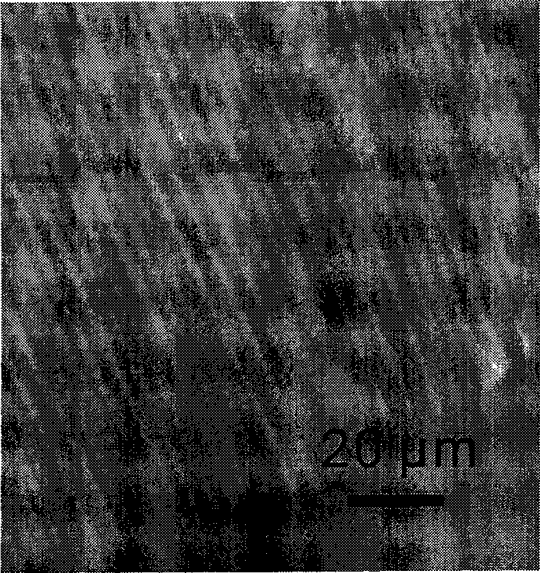 Preparation of semiconductor and metal quasi-one-dimensional nano heterogeneous cycle structure array