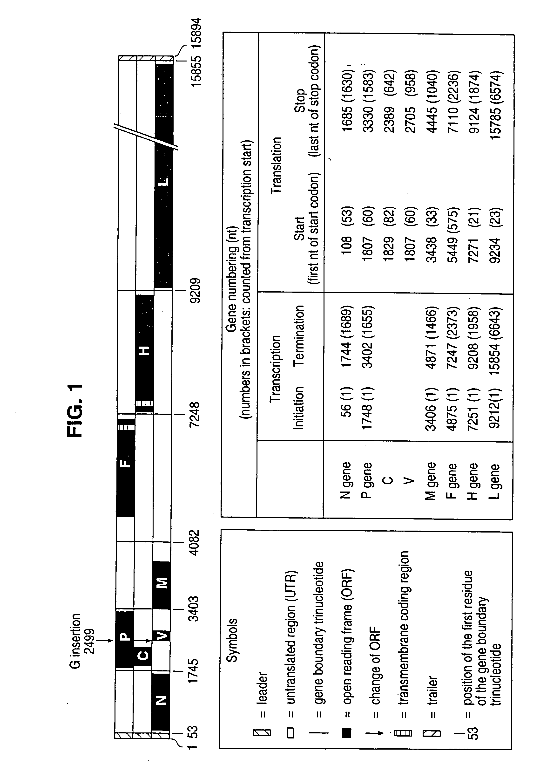 cDNA Corresponding to the antigenome of nonsegmented negative stranded RNA viruses and process for the production of such viruses