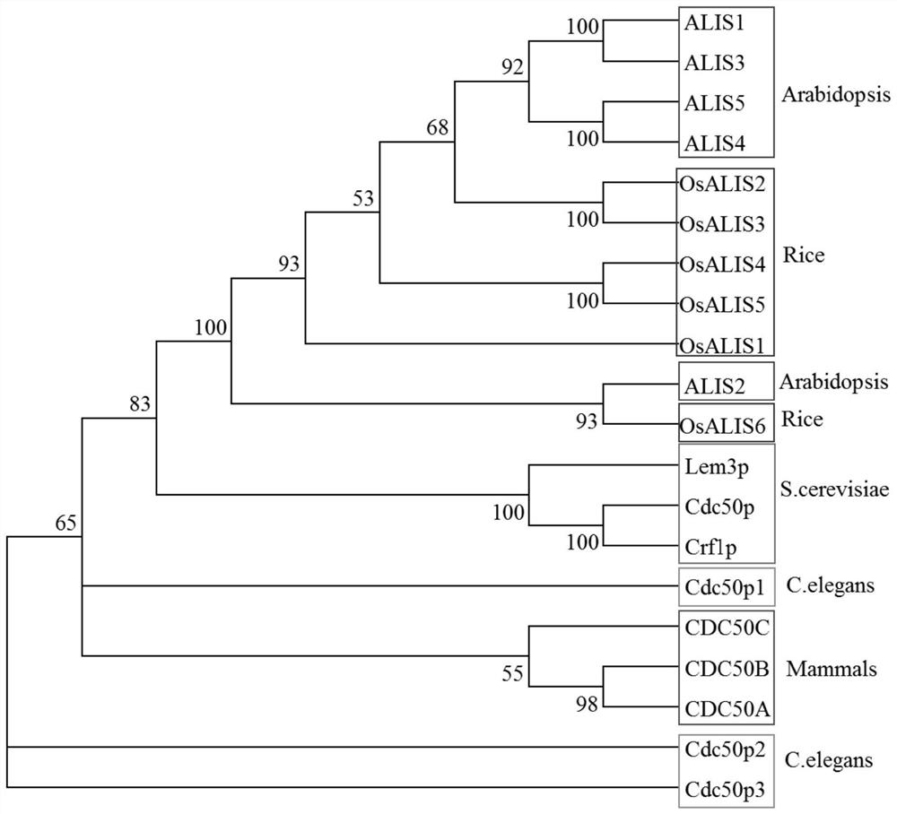 A kind of osalis4 gene that reduces rice seed setting rate and its encoded protein and application