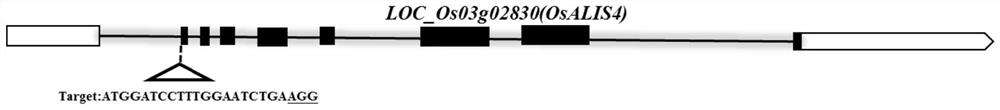 A kind of osalis4 gene that reduces rice seed setting rate and its encoded protein and application