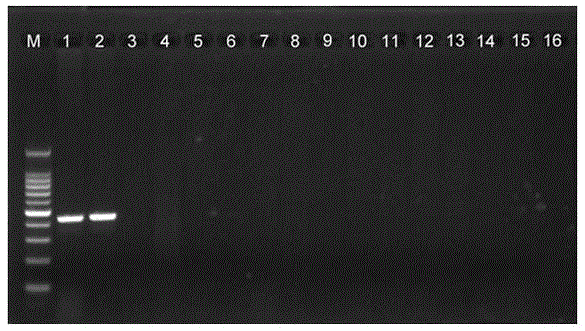 A method for detecting and identifying Mediterranean white snails by PCR