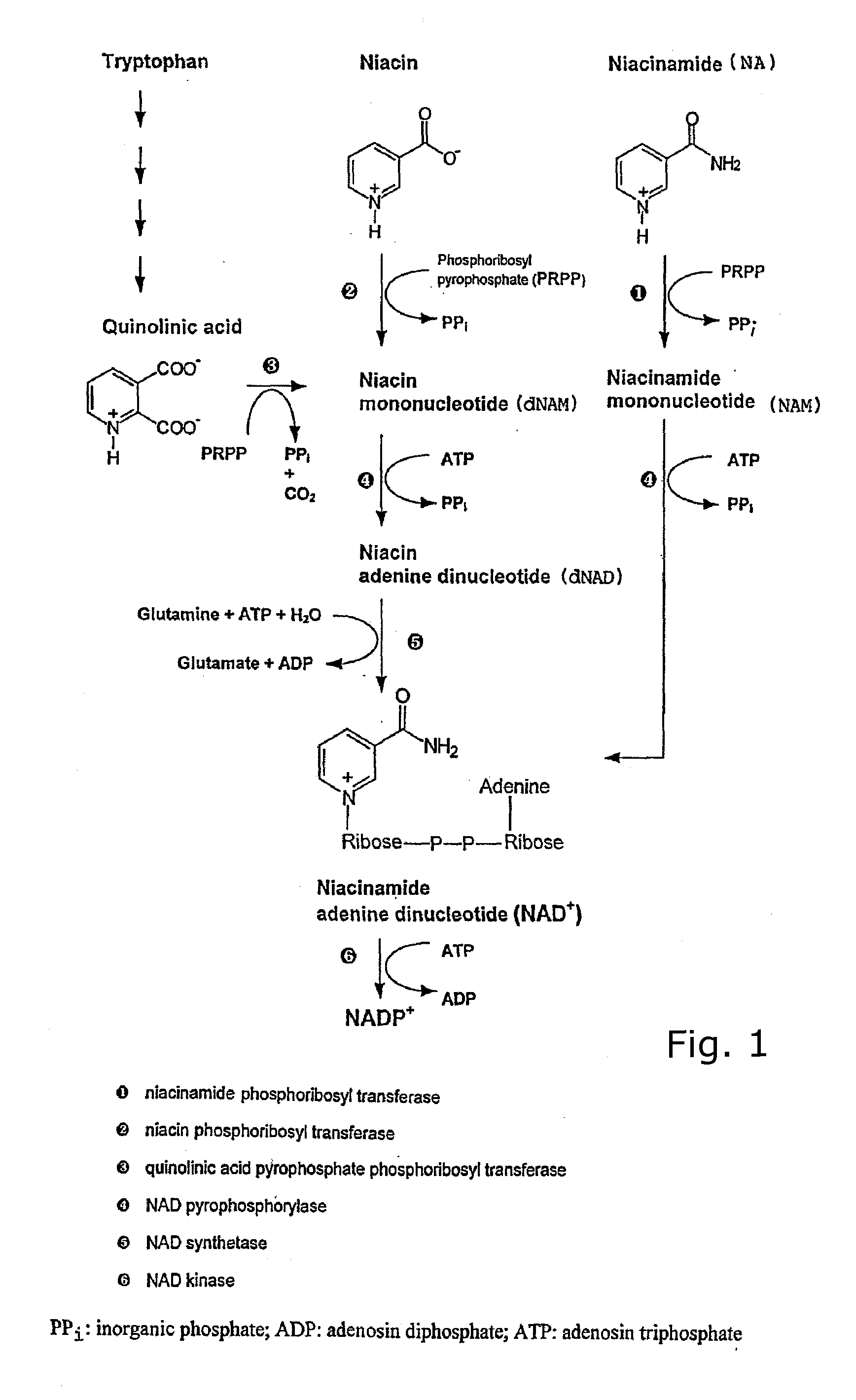 Pyridinyl derivatives as inhibitors of enzyme nicotinamide phosphoribosyltransferase