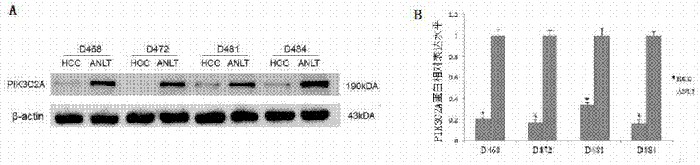 Application of pik3c2a protein in the treatment of liver cancer