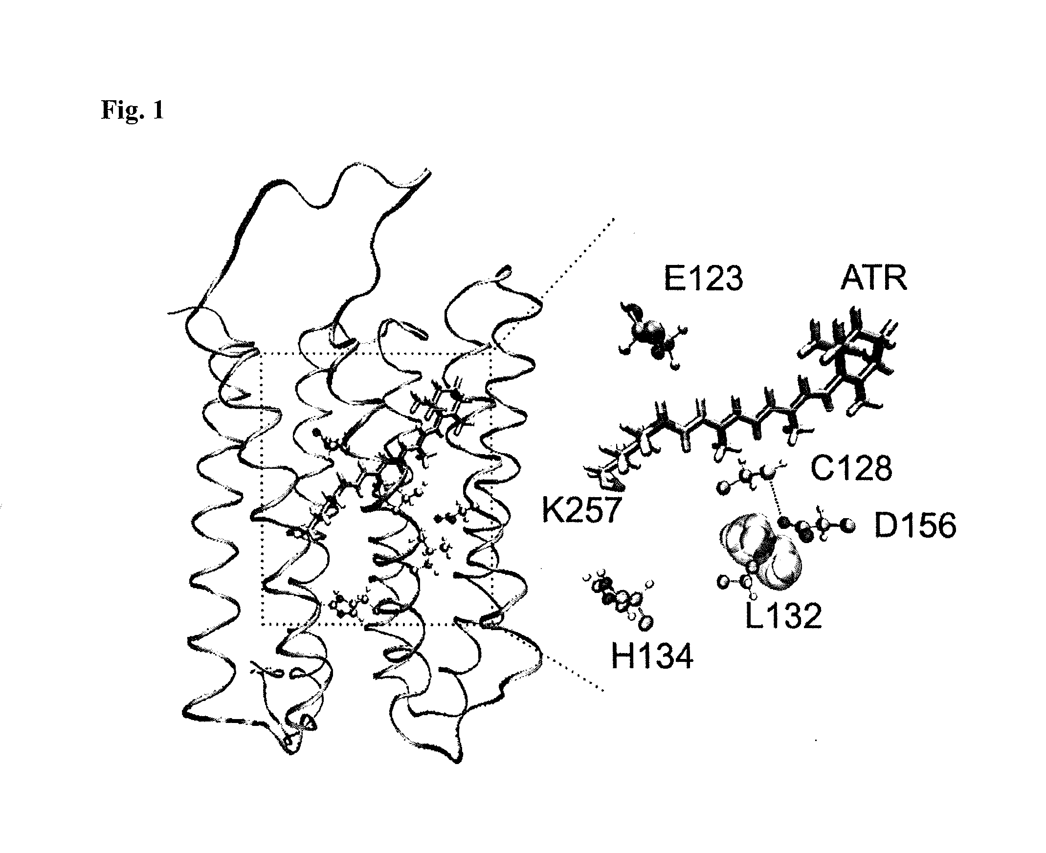 Mutant channelrhodopsin 2