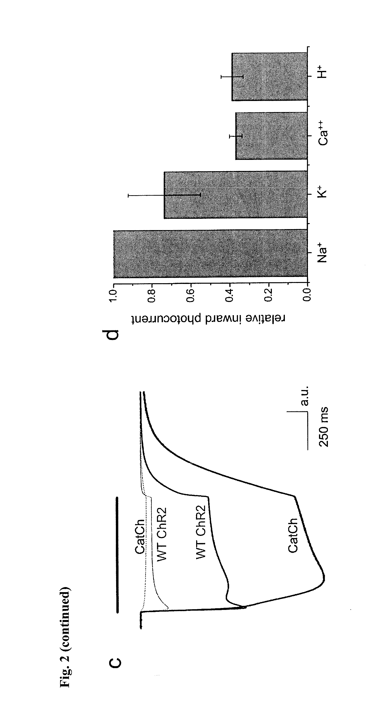 Mutant channelrhodopsin 2