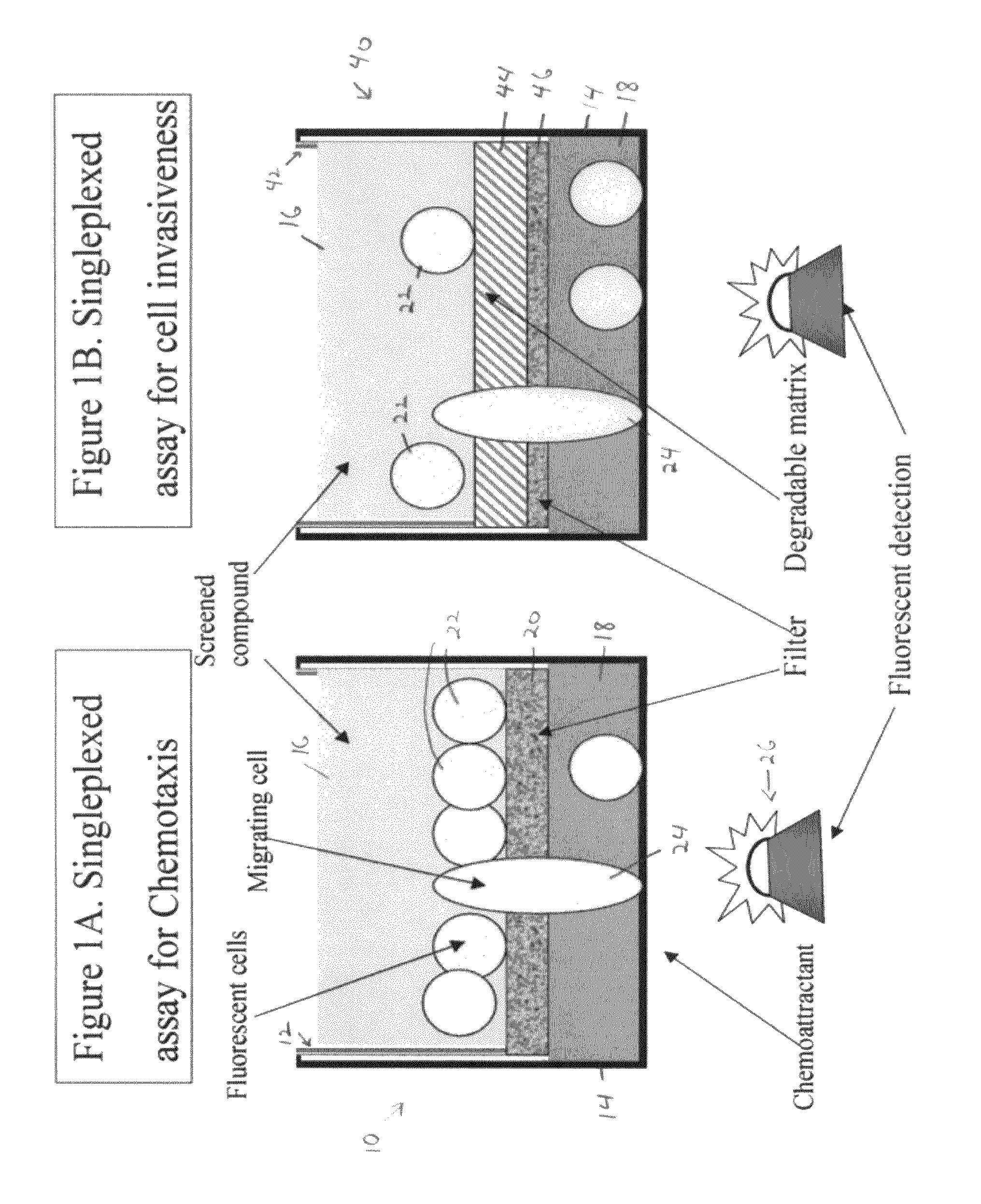 Multiplexed assays of cell migration