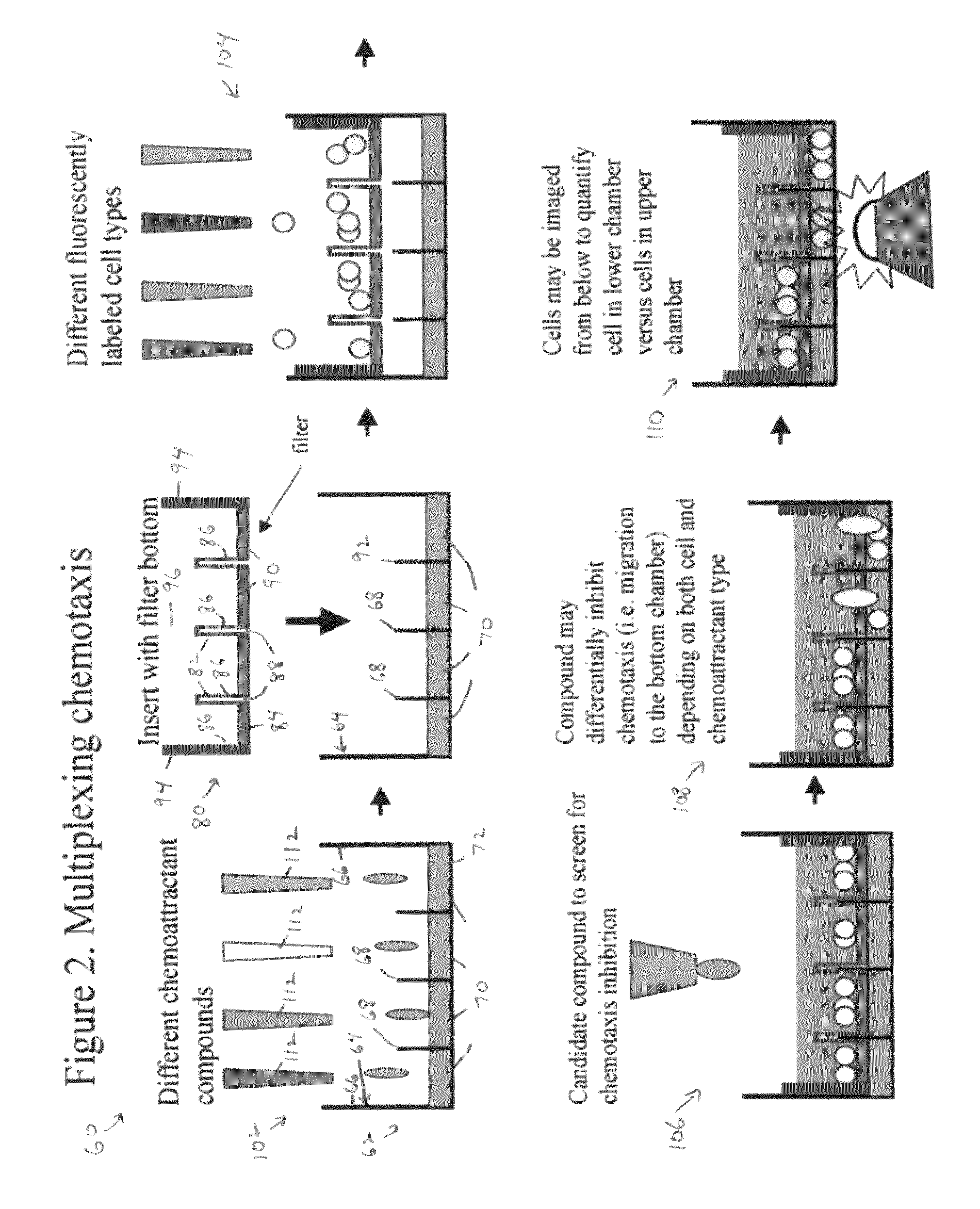 Multiplexed assays of cell migration