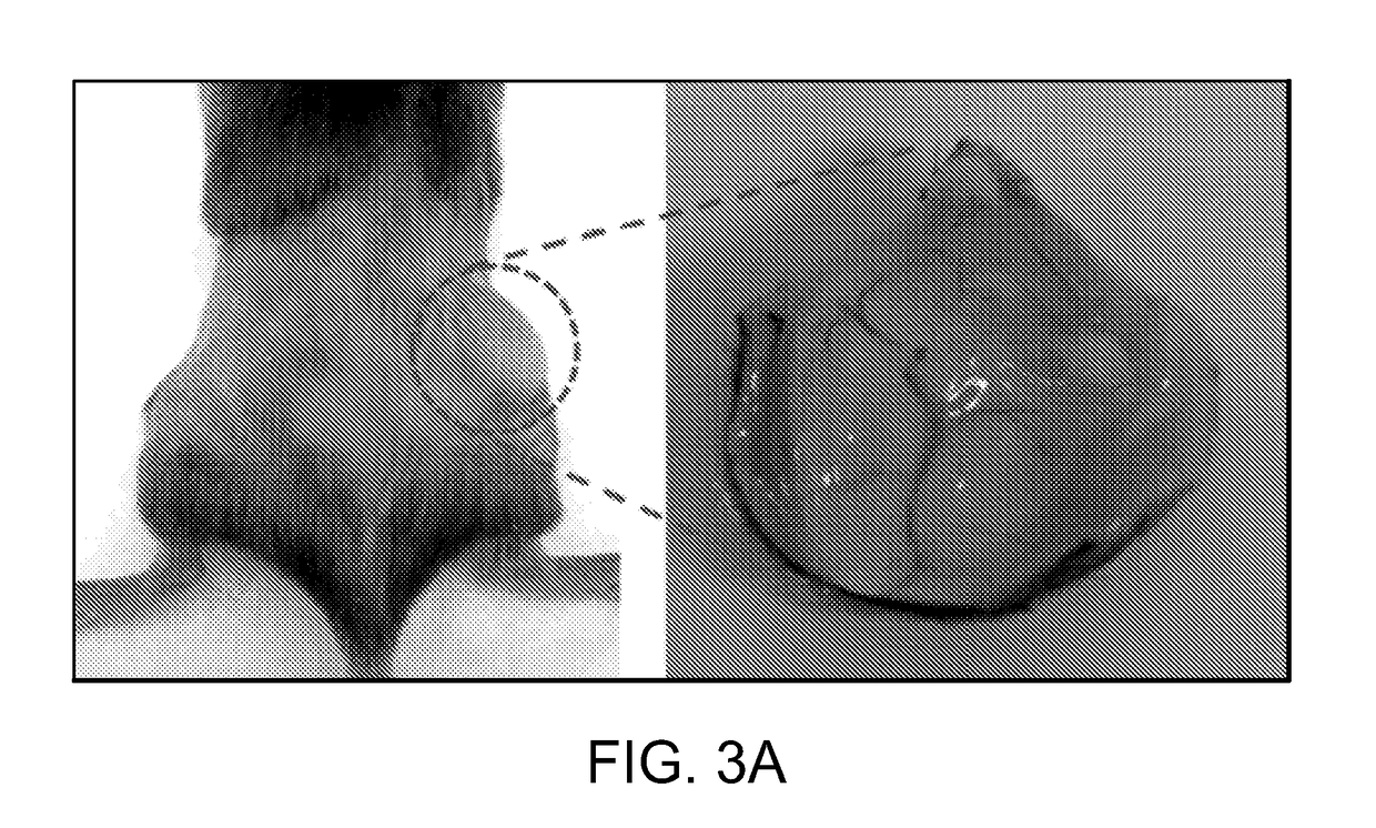 Mesoporous Silica Compositions for Modulating Immune Responses