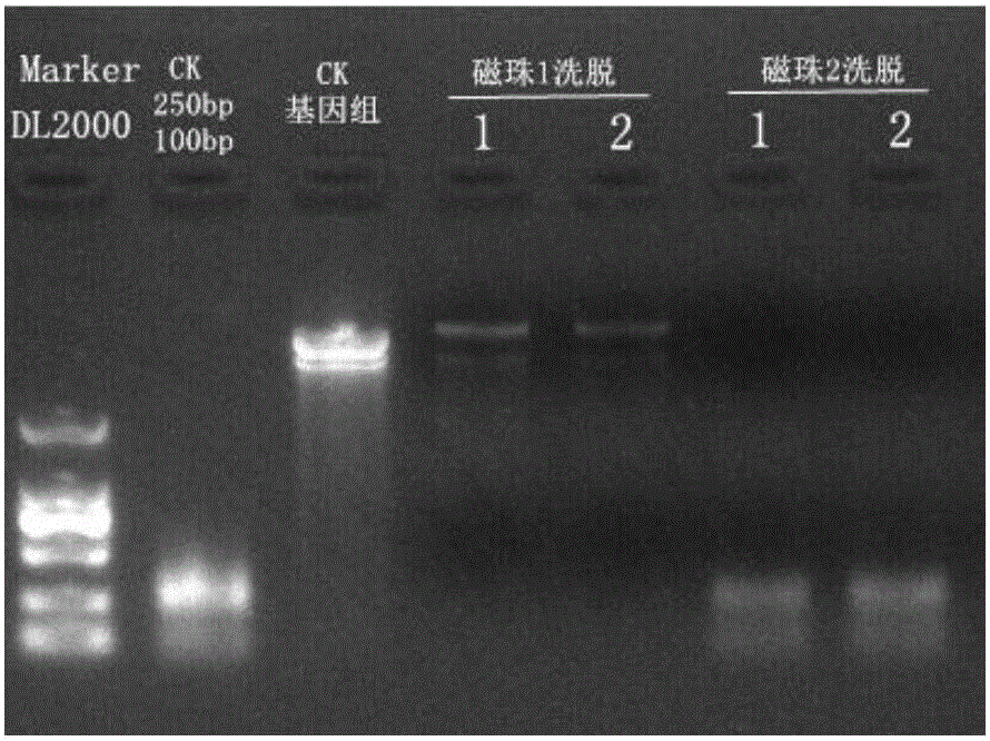 Magnetic-bead-process-based kit for extracting free DNAs (deoxyribonucleic acids) and application method thereof