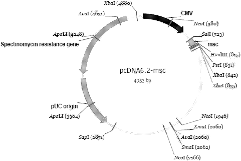 HBV phenotype drug resistance detection kit and preparation method thereof