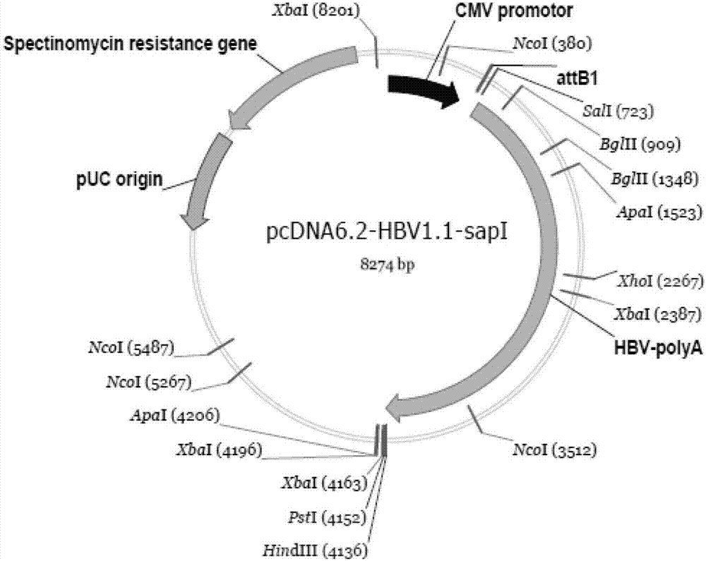 HBV phenotype drug resistance detection kit and preparation method thereof