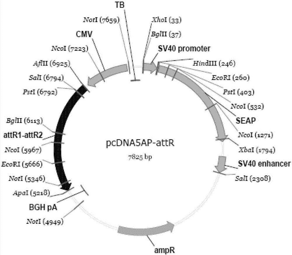 HBV phenotype drug resistance detection kit and preparation method thereof