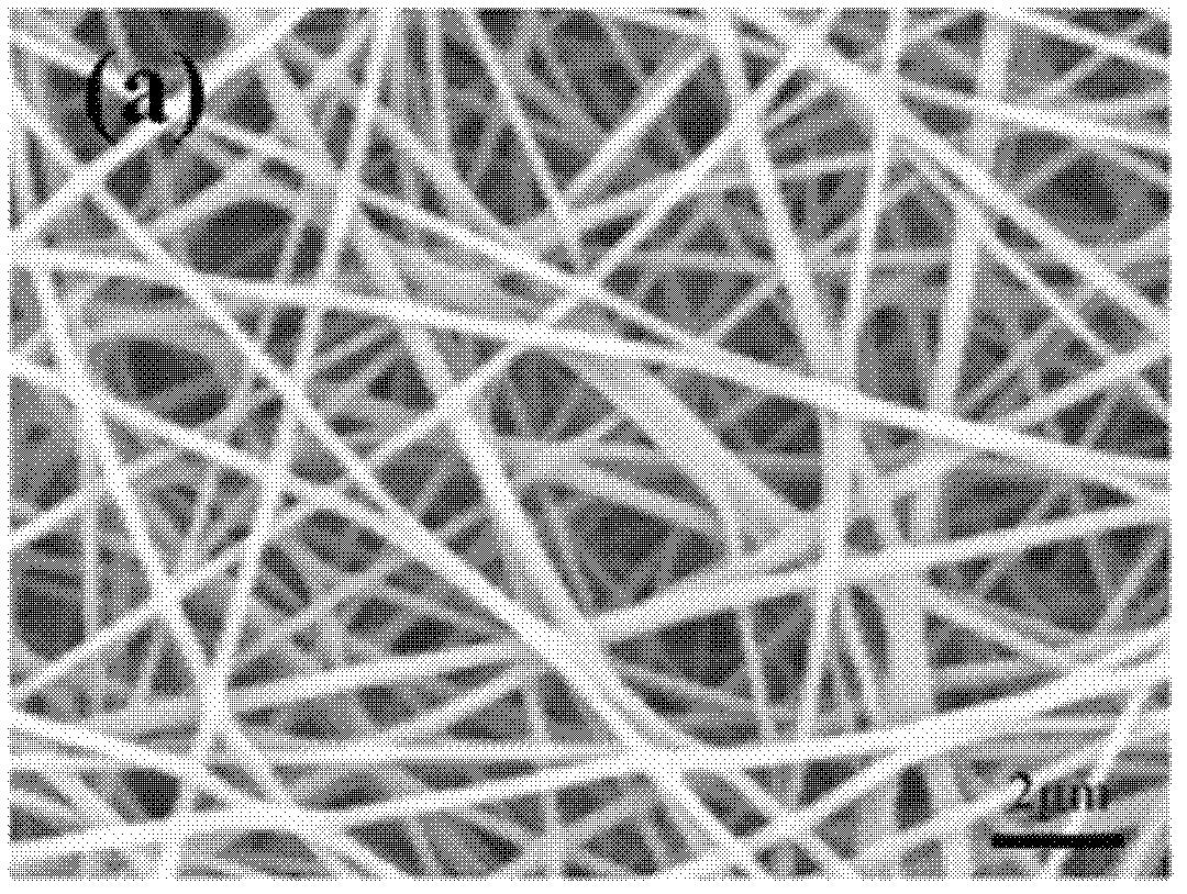 A kind of preparation method of water-stable γ-polyglutamic acid nanofiber