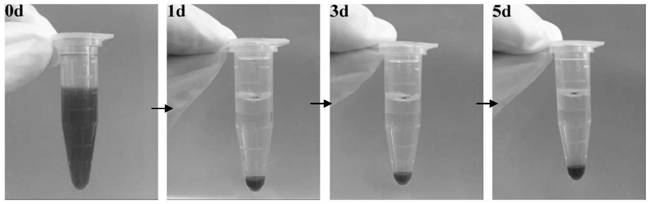 Functional polypeptide, erythrocyte drug-loading system capable of being specifically bound with collagen and application of erythrocyte drug-loading system