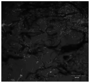 Functional polypeptide, erythrocyte drug-loading system capable of being specifically bound with collagen and application of erythrocyte drug-loading system