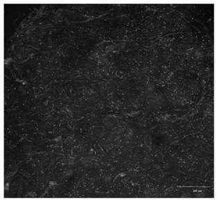 Functional polypeptide, erythrocyte drug-loading system capable of being specifically bound with collagen and application of erythrocyte drug-loading system