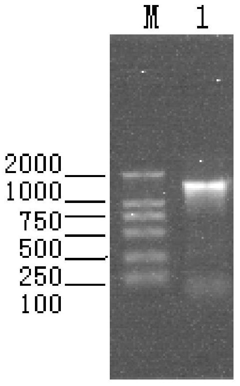 A Porcine Parvovirus Subunit Vaccine