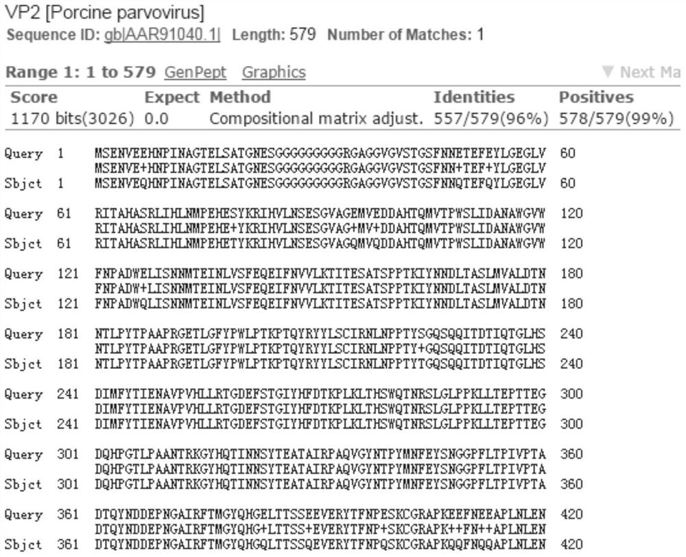 A Porcine Parvovirus Subunit Vaccine