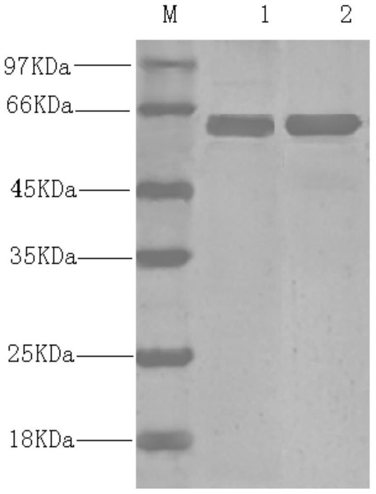 A Porcine Parvovirus Subunit Vaccine