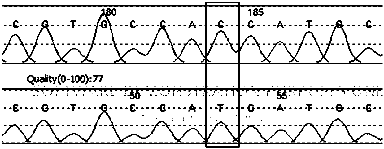 Primer and method for detecting FGD1 gene mutation