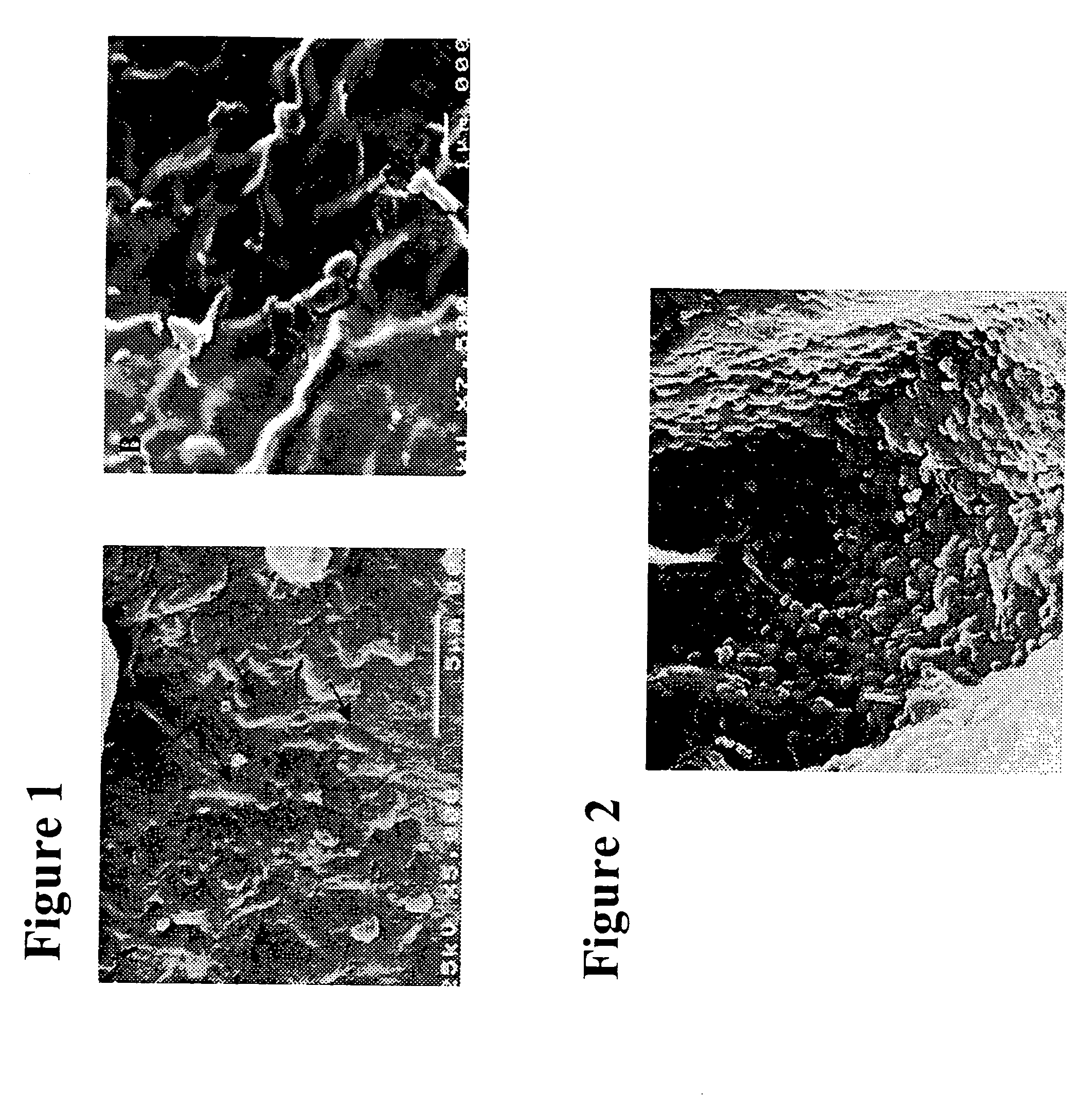 Porous freeze-dried hydrocolloid beads containing viable microorganisms for biological control