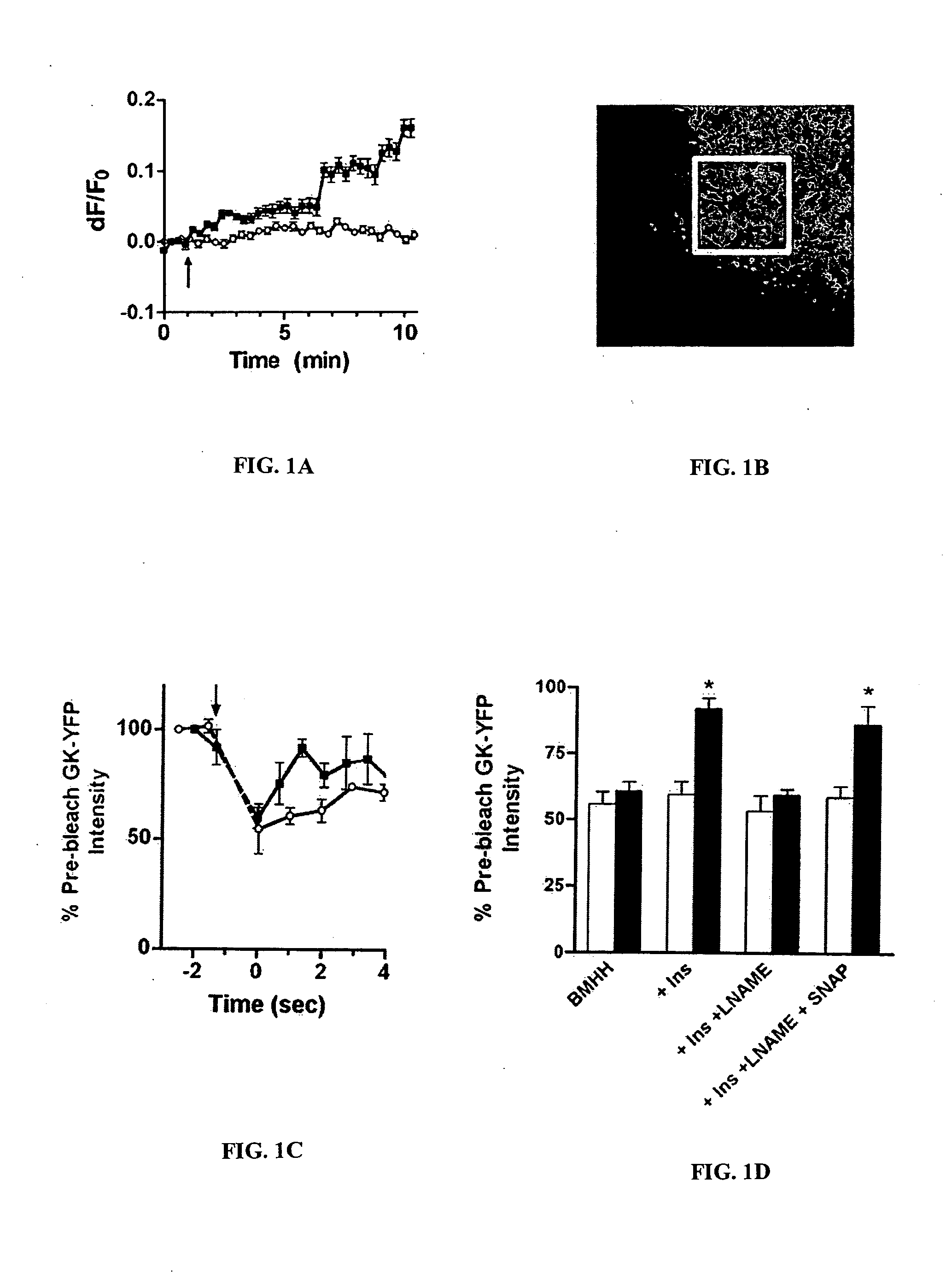 Methods of screening for a candidate modulator of glucokinase