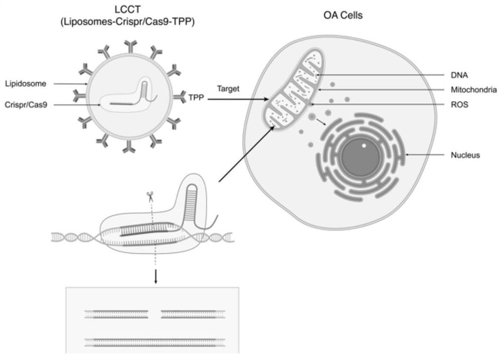 Mitochondrion-targeted gene editing complex, preparation method and application thereof and mitochondrion genome editing method