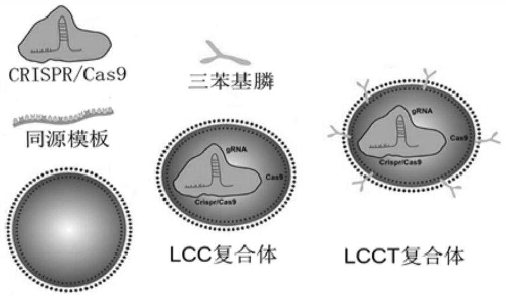 Mitochondrion-targeted gene editing complex, preparation method and application thereof and mitochondrion genome editing method