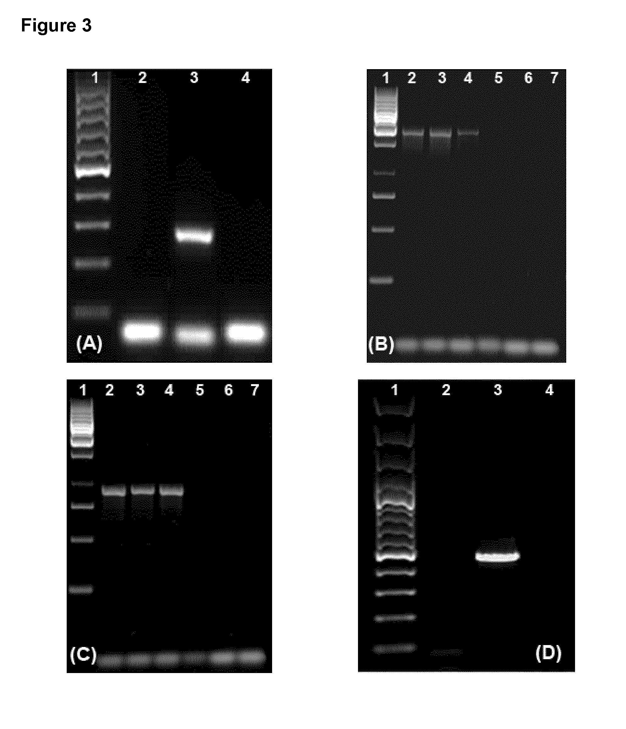 Microorganisms of the species bacteroides xylanisolvens