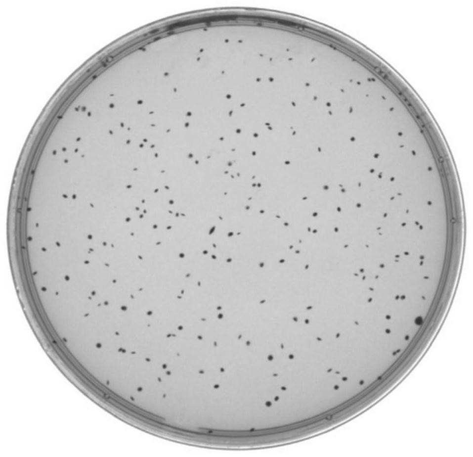 Streptococcus thermophilus and application thereof