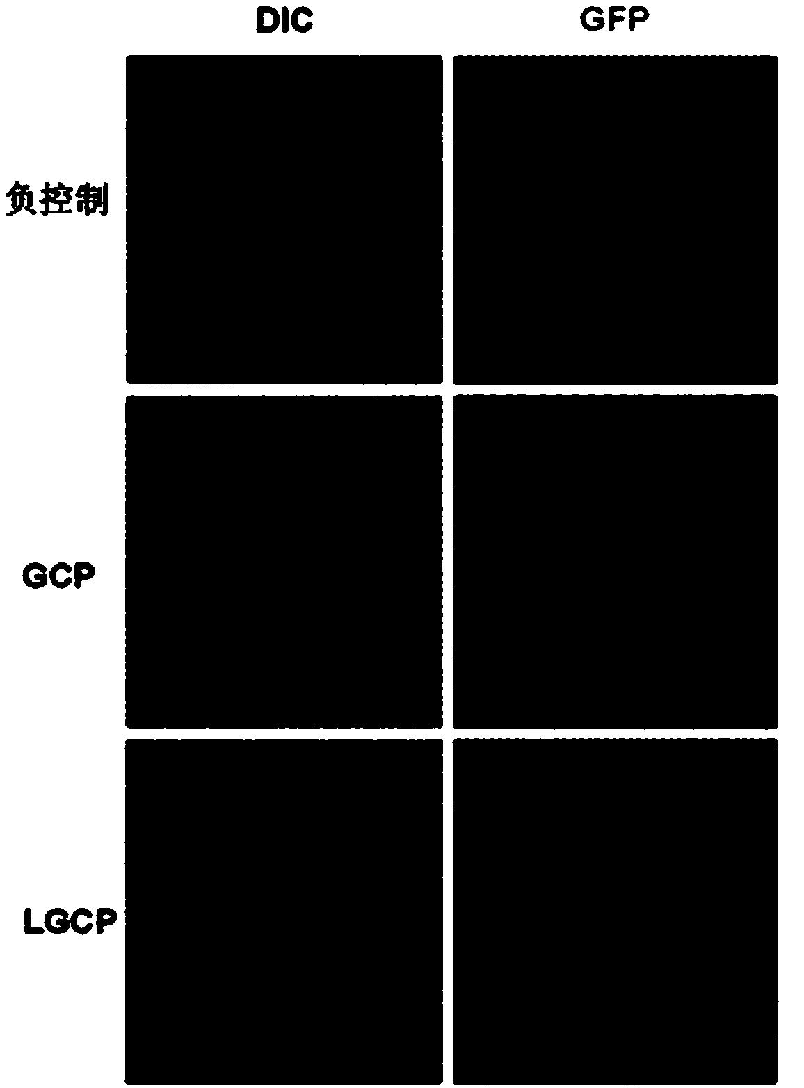 Gold nanocluster-liposome composite nanoparticles, preparation method and applications thereof