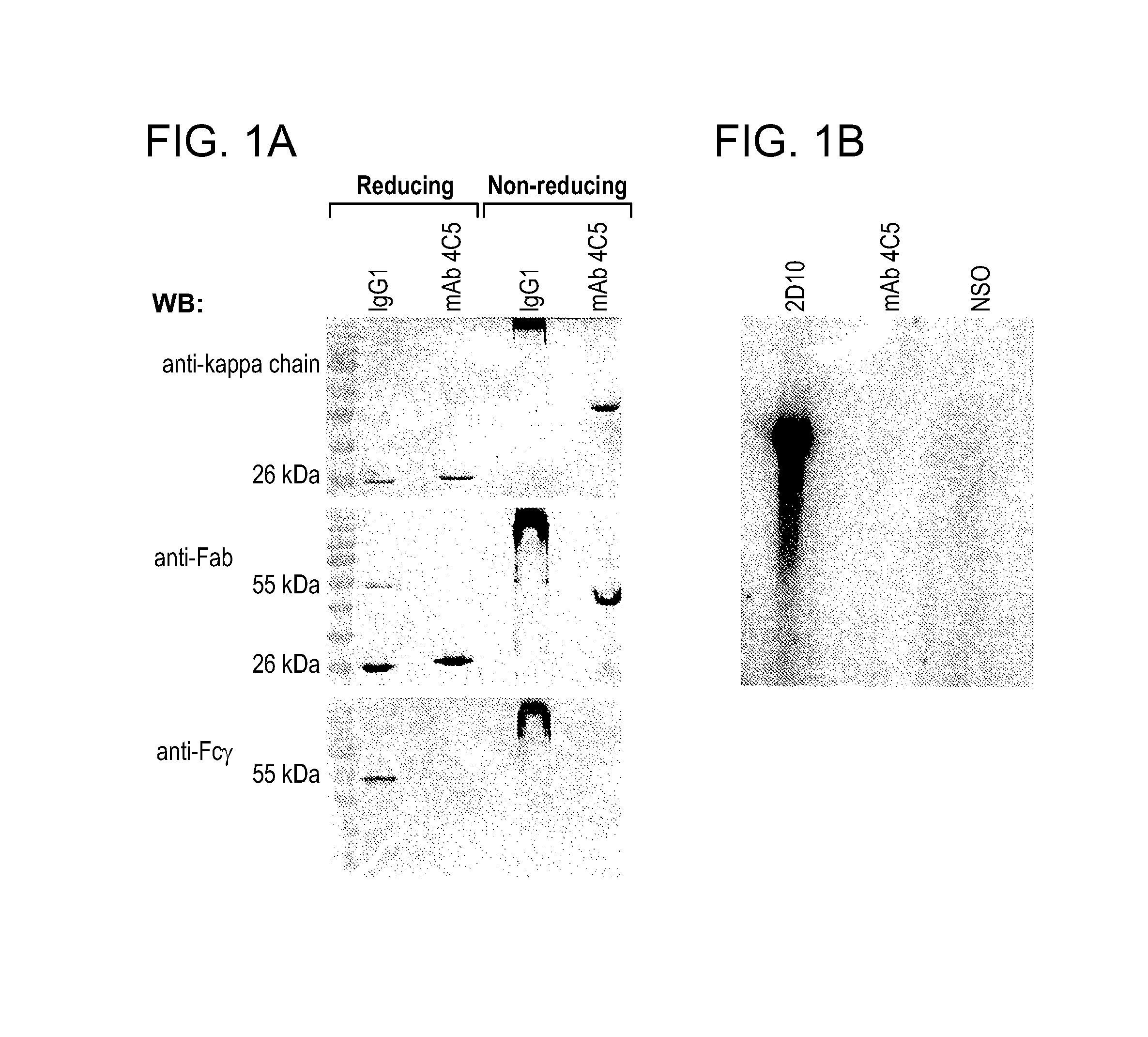 Compositions and methods for treating neoplasia