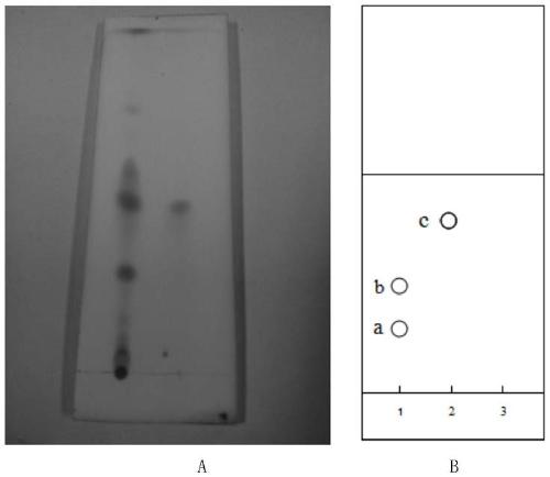 A kind of preparation method of curcumin derivative